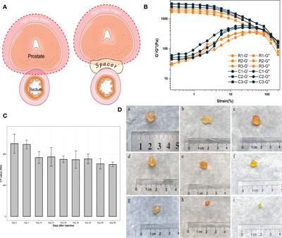 A novel hydrogel orthotopic injection model in moderately hypofractionated radiation therapy for prostate cancer: Adaptive degradation and durable imaging